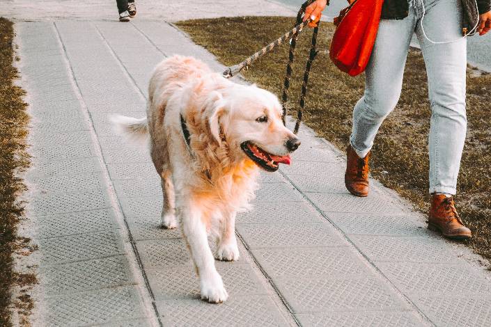 Feature photo: How often should you walk your dog - A guide for pet sitters